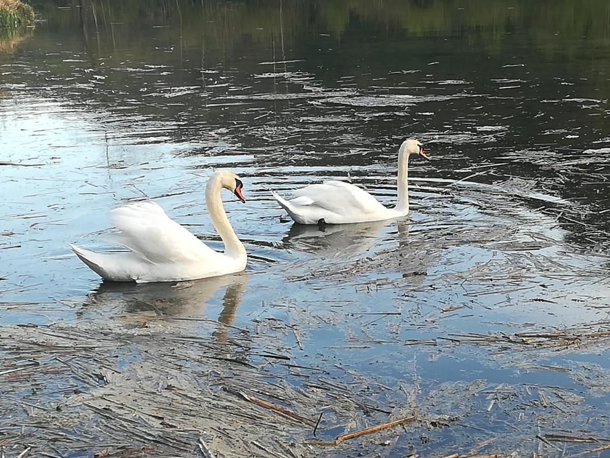 Propriete Bordee D'Etangs, Propice A La Detente Florenville Esterno foto